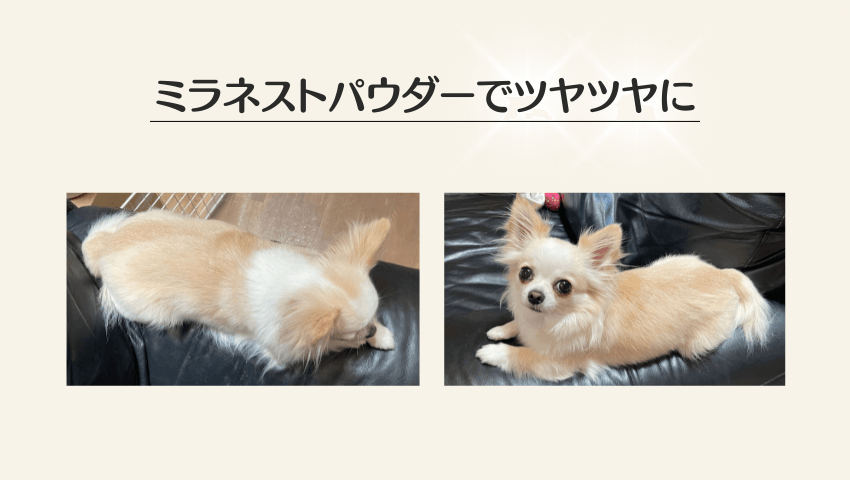 ミラネストパウダー　口コミ　我が家の愛犬のツヤツヤ画像