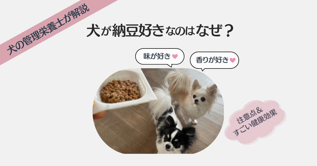 犬 納豆好き なぜ のグログ記事のアイキャッチ画像