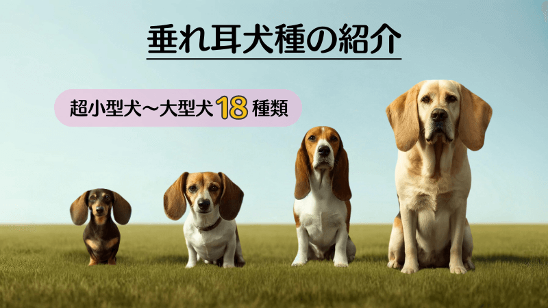 垂れ耳犬種18選超小型犬〜大型犬まで