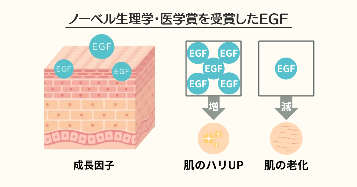 ミラネストゼリー 口コミの EGF解説図解