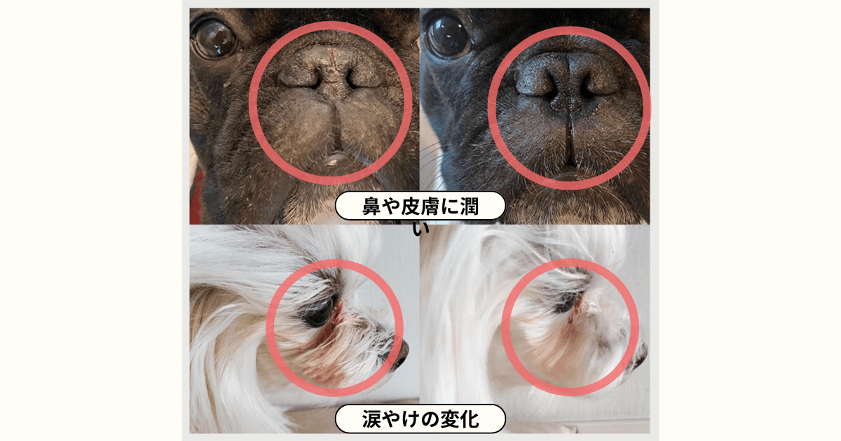 ミラネストゼリー 犬 口コミ 20日後の奇跡の力の画像
