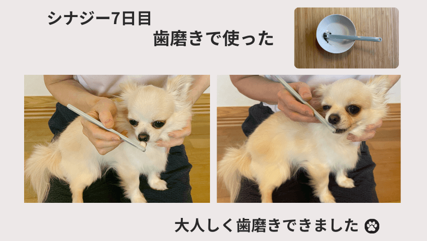 CiNAG（シナジー）レビュー
7日目の愛犬の様子を表す図解