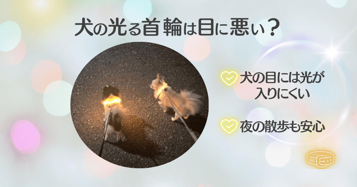 犬の光る首輪は目に悪い？視界に入らないから大丈夫！