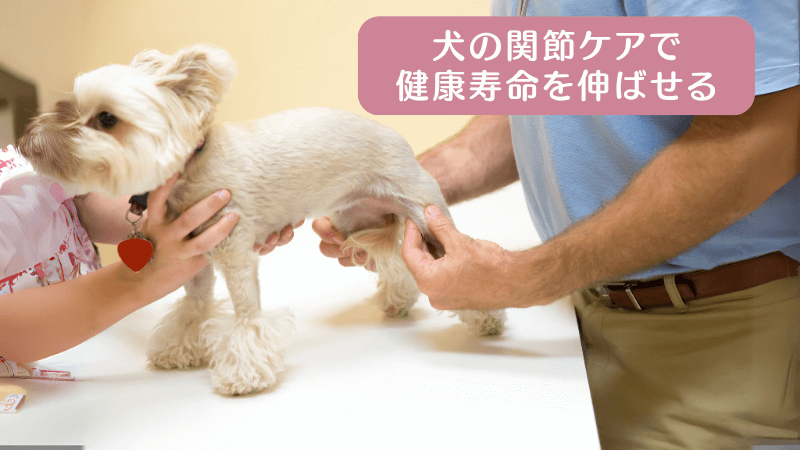 犬の関節ケアは健康寿命に直結
