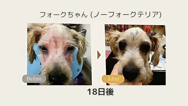 ミラネストゼリー効果 before after画像