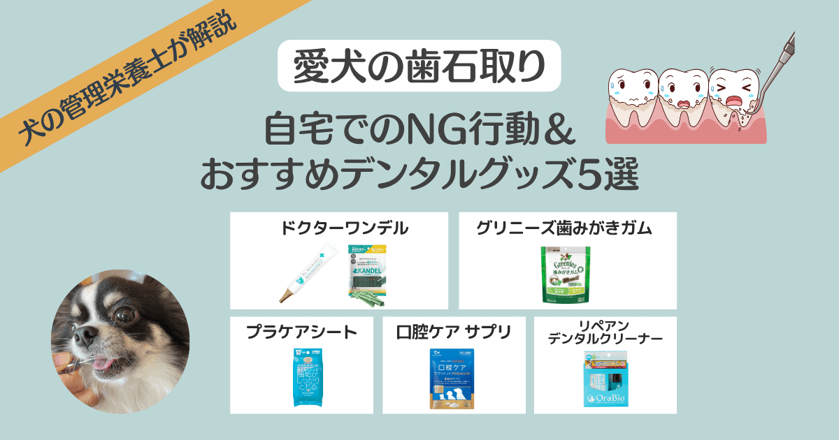 自宅で愛犬の歯石取りNG行動とおすすめ5選 アイキャッチ画像