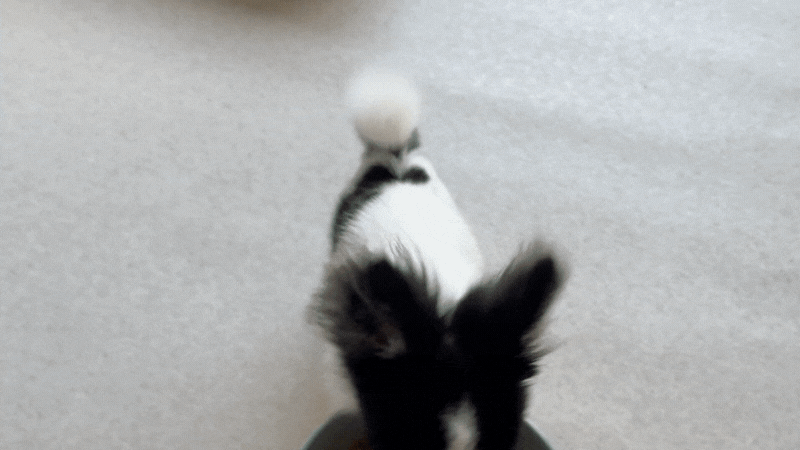 愛犬 チワワ  WelMo 食べている 動画