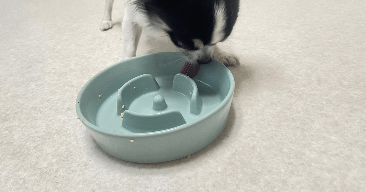 ペトコトフーズ 実食レビュー 愛犬チワワ 食いつき 完食