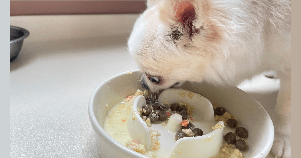 ペトコトフーズ お試し 実食レビュー 愛犬チワワ 食いつき
