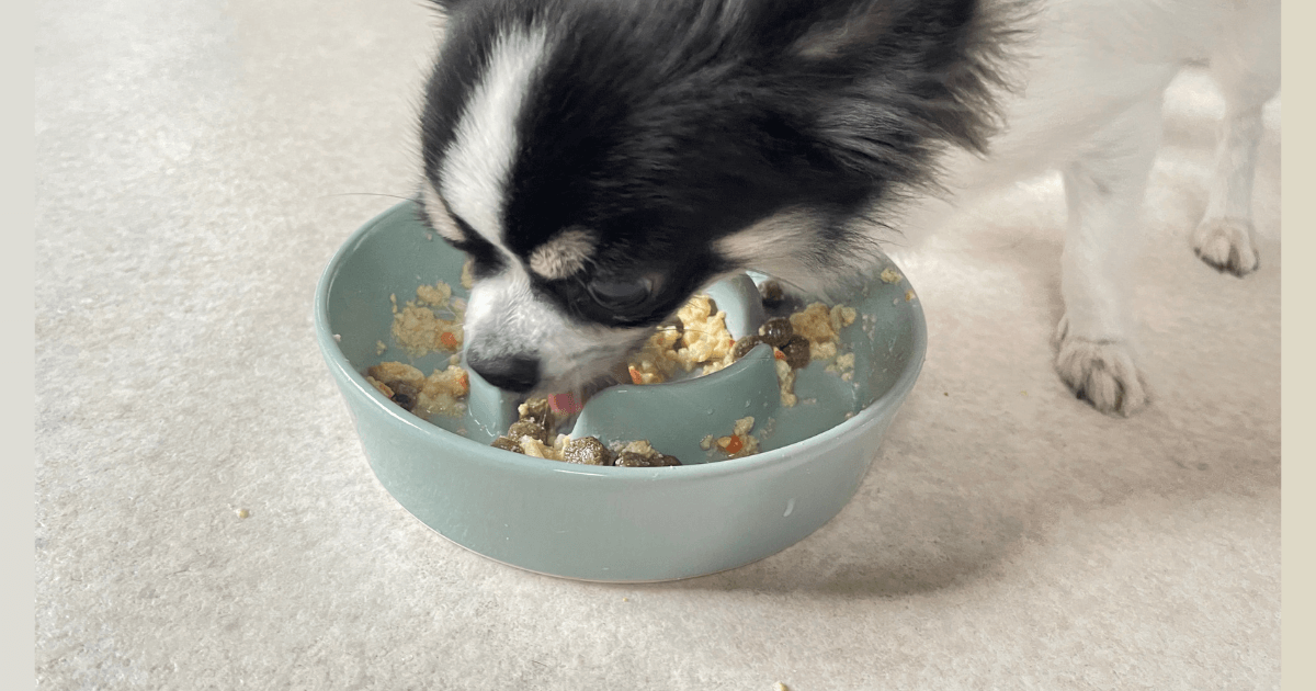 ペトコトフーズ お試し 実食レビュー 愛犬チワワ そら 食いつき